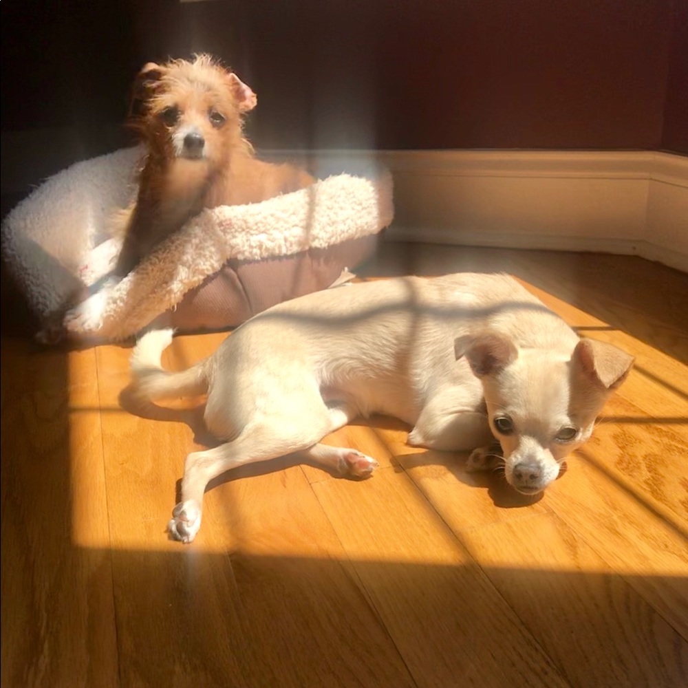 Meet your Poshers, Holleigh & Audrey